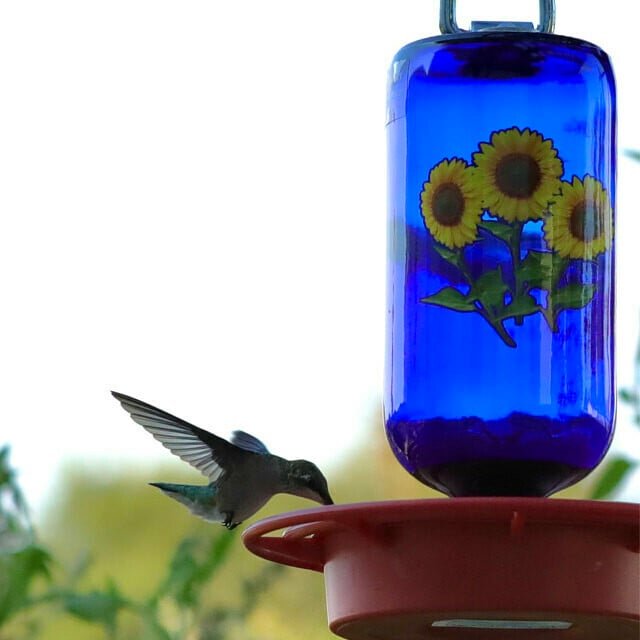 No Drip - Bee Proof Bird Feeder
